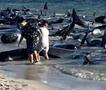 Трагедија во Австралија: Десетици китови се насукаа на брегот, спасувачите немоќни (ВИДЕО)