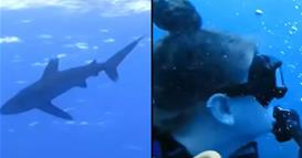 Ужасна снимка од напад на ајкула- се слушаат и врисоци под вода (ВИДЕО)