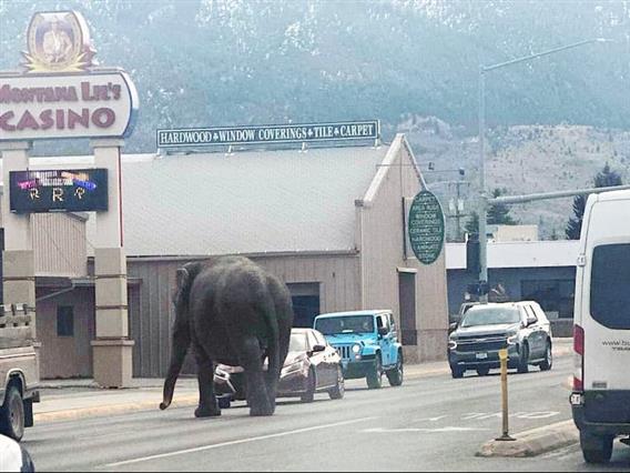 Паника во град во Монтана: Слон трча по улиците, сите багаат (ВИДЕО)
