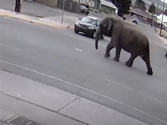 Видео: Слоница избега од циркус и се прошета низ град во САД