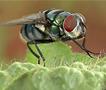 Видео: Како да се изгонат мувите од влезот и домот?