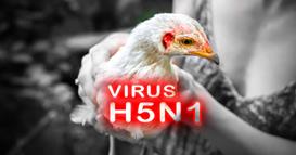 СЗО: Зголемен е ризикот за пренос на птичји грип врз луѓе, многу сме загрижени
