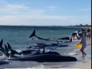 Видео: На западот на Австралија 160 насукани, а 26 угинати китови