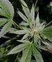Во САД марихуаната ќе биде класифицирана како помалку опасна дрога