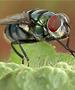 Видео: Како да се изгонат мувите од влезот и домот?