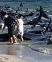 Трагедија во Австралија: Десетици китови се насукаа на брегот, спасувачите немоќни (ВИДЕО)