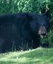 Човек слетал од пат во Масачусетс и загинал, а потоа му се нафрлила мечка