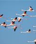 Десетици фламинга беа убиени кога Боинг 777 влета во јато птици (ВИДЕО)