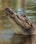 Голема потрага во Австралија- на момче му се губи трагата откако пливал во поток со крокодили 